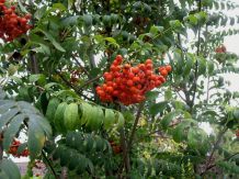 Vogelbeeren - nicht nur für Vögel!