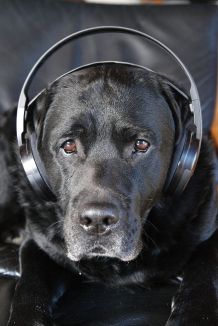 Stressfreies Silvester für deinen Hund und die Familie