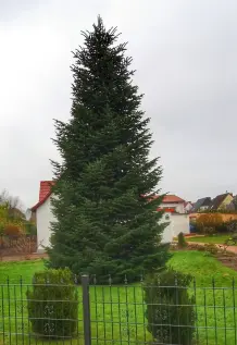 Den richtigen Weihnachtsbaum kaufen