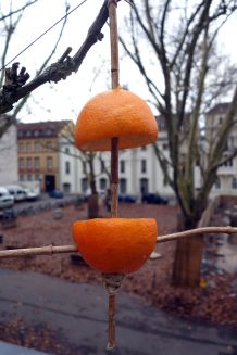 Vogelfutterstelle aus Orangenschalen