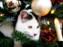 Kleiner Tipp für den schmalen Geldbeutel zu Weihnachten