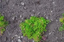 Schnecken vom Salatbeet fernhalten