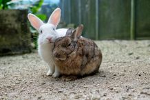 Kaninchen zusammenführen