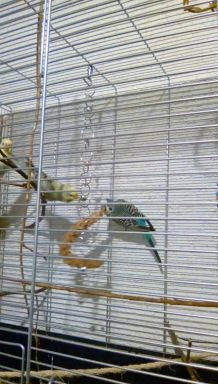 Vogelkäfig: Halterung für Kolbenhirse ganz einfach herstellen
