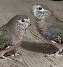 Schaukel für Vögel basteln