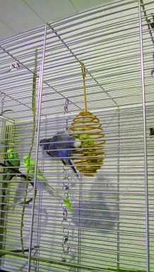 Futterspirale für Vögel wird zum Turngerät für Wellensittiche