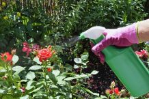 Blattläuse an Rosen günstig loswerden