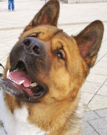 Angst vor Hunden reduzieren
