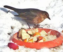 Balkontisch als Vogelfutterplatz