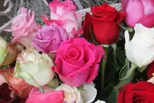 Aus verblühter Schnittrose neue Rose züchten