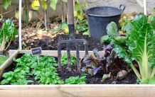 Quecke aus bepflanztem Beet herausziehen