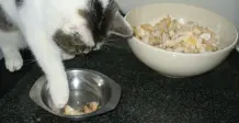 Katzenleckerchen: Hähnchen-/Putenbrustwürfel in Kokosfett