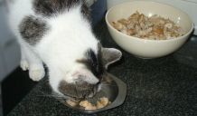 Katzenleckerchen: Hähnchen-/Putenbrustwürfel in Kokosfett