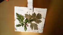 Basteln mit getrockneten Blumen, Blättern und Gräsern