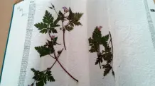 Basteln mit getrockneten Blumen, Blättern und Gräsern