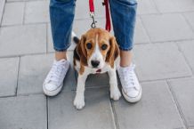 Versicherungsschutz beim Hundesitting