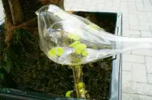 Gläserne Blumen-Wasserspender reinigen