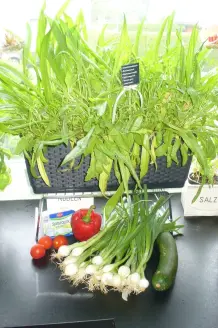 Salat am Küchenfenster ernten und gesunde Rezeptvorschläge