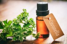 Citronella wirkt sicher gegen Stechmücken
