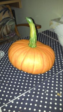 Zu viel Obst und Gemüse, wohin damit?
