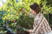 Johannisbeeren ernten - so geht's ohne Rückenschmerzen