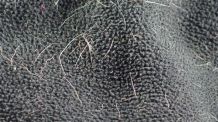 Tierhaare mit einem feuchten Lappen entfernen
