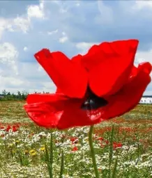 Die Mohnblume: Schön, aber auch gefährlich