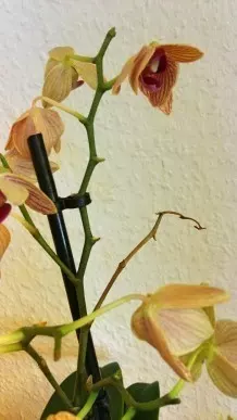 Orchideen: So erfreut man sich an neuen Trieben und Ablegern