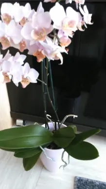 Orchideen: So erfreut man sich an neuen Trieben und Ablegern