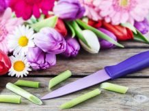 Schnittblumen richtig anschneiden
