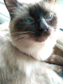 Bei Hitze: Quark für Katzen