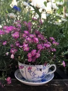 Teetassen als Blumentopf auf dem Balkon