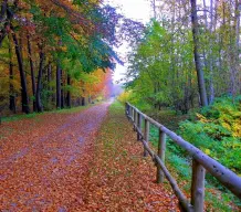 Das Wood Wide Web - so funktioniert's
