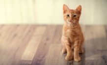 Holztürrahmen vor Katzenkratzern schützen