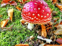Herbstwald: Balsam für die Seele