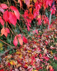 Habt ihr das gewusst? 10 Fakten zum Herbst