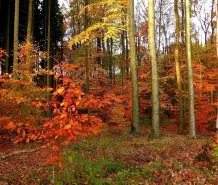 Habt ihr das gewusst? 10 Fakten zum Herbst