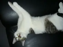 Katzen: Das Kratzen am Sofa unauffällig verhindern