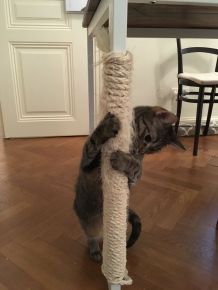 Kratz-Tischbein für Katzen
