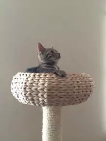 Katzen das Kratzen an Möbeln abgewöhnen