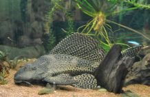 Algenvorbeugung im Aquarium mit Schiefer
