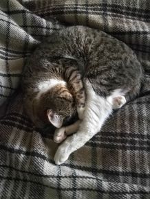 Ältere Katze hört schlecht - was tun?