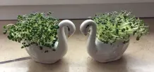 Chia-Samen - Ideen für die Anwendung