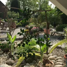 Zarter Fensterschmuck aus der Natur