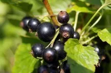 Viele in Deutschland wachsende Beeren wie die schwarze Johannisbeere können es locker mit der Goji Beere aufnehmen.