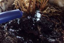 Mit Aquarienwasser Blumen gießen