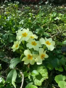 Narzissen lassen andere Blumen in Vase schneller welken