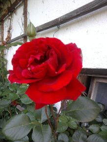 Rosenessig hilft bei Insektenstichen