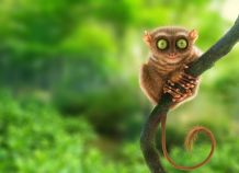 Die 5 kuriosesten Tiere der Welt