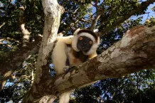 Die 5 kuriosesten Tiere der Welt